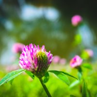 Trifolium repens :: Анастасия 