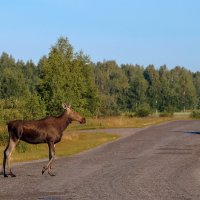 лось гуляющий сам по себе...))) :: Оксана Онохова