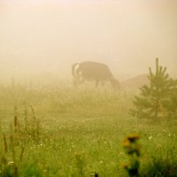 У кого то ёжики и лошади, а у нас - корова в тумане...))) :: Елена Солнечная