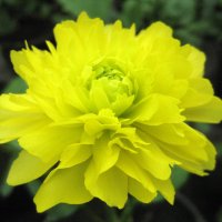 Ranunculus :: laana laadas