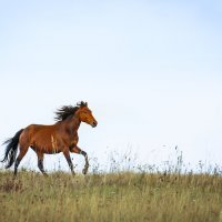 Воля вольная :: VitokFly 