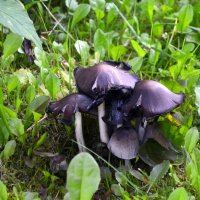 Тоже грибы! :: Светлана Никольская