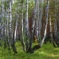 Роща :: Александр Садовский