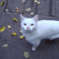 Белая кошка :: Анна 