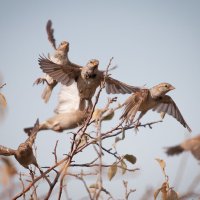 Молодые орлы! :: Олег Левиев