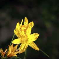 Жёлтые цветы... :: Сергей Мягченков