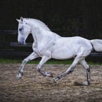 Белый конь :: Настя Теплякова