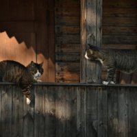 Встреча братьев по разуму :: Алёна Михеева