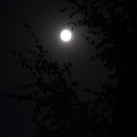 Осень. Вечер. Луна. :: Oleg4618 Шутченко