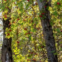 Сентябрь :: Валентина Ломакина