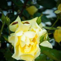 Ароматная роза :: Лилия Левицкая