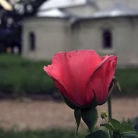 Роза на фоне храма :: Сергей Мягченков