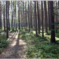 в лесу :: Татьяна Кузовенкова 