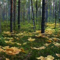 Первые вестники осени :: Марина Иванова