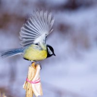 А сало лучше перепрятать... :: Татьяна Грязнова