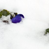 В снегу... :: Елена Васильева