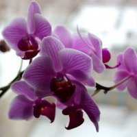 Орхидея :: Dr. Olver