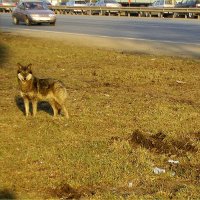 Волчица в городе :: Марина Жилина