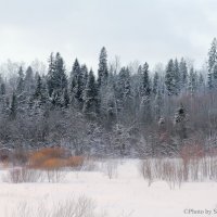 Зимушка :: Дмитрий Шилин