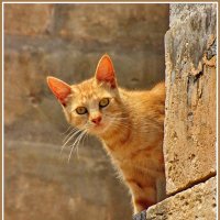 Солнечный кот на солнечной Мальте :: Евгений Печенин