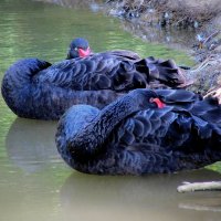 На водной глади :: Татьяна Лютаева