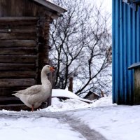 Я не игрушка, я живой! :: Olesya Lapaeva