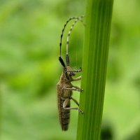 Усач подсолнечниковый (Agapanthia dahli) :: Наталья Соколова