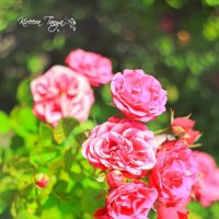 Декоративные розы в парке :: Таня Харитонова
