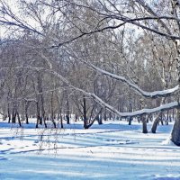 Рукастая берёза :: Александр Садовский