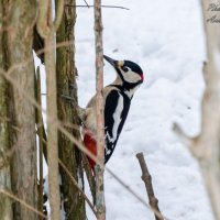 Woody woodpecker :: Андрей Лободин