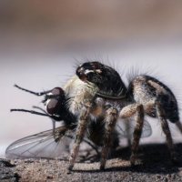 Паук скакун и его &quot;любовь&quot; :: Игорь Ананьев