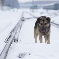 Те, что живут на жд :: Елена Герасимова