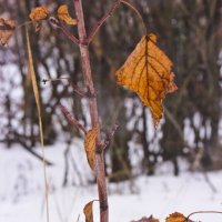 Будем зимовать. :: Дмитрий Скубаков