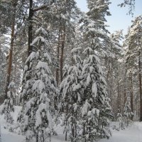 Красота зимнего леса. :: Елена Матвеева
