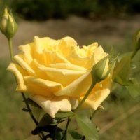 Жёлтая роза :: Анатолий Моргун