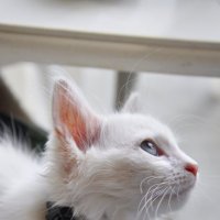 Белая кошка :: Петр Секретькин