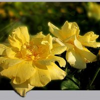 Желтые розы дарят к надежде... :: Luis-Ogonek *