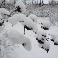 первый снег*_* :: Алина Кузова