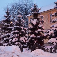 елки в снегу :: Натали Зимина