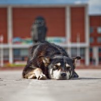 Собака :: Сергей Кудрявцев