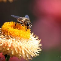 Пчелка :: Ирина Ванина