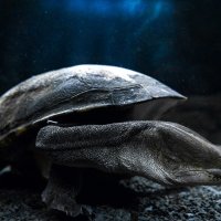 Змеевидная черепаха :: Андрей Лободин