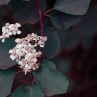 autumn flowers :: Ann Jx