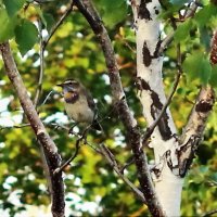 Варакушка :: Аркадий Иваковский