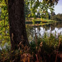 Осень.Первые шаги. :: Владимир Буравкин