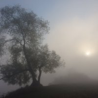 туман :: Светлана Грачева