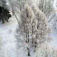 Лиственницы зимой :: Наталья Серегина