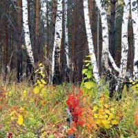 "У берез и сосен тихо бродит осень...." :: Оксана Н