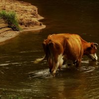 Водопой :: Лилия Гиндулина