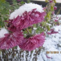 Зимние цветы :: Светлана Кирина